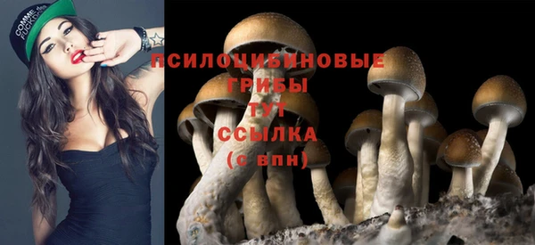 индика Белокуриха